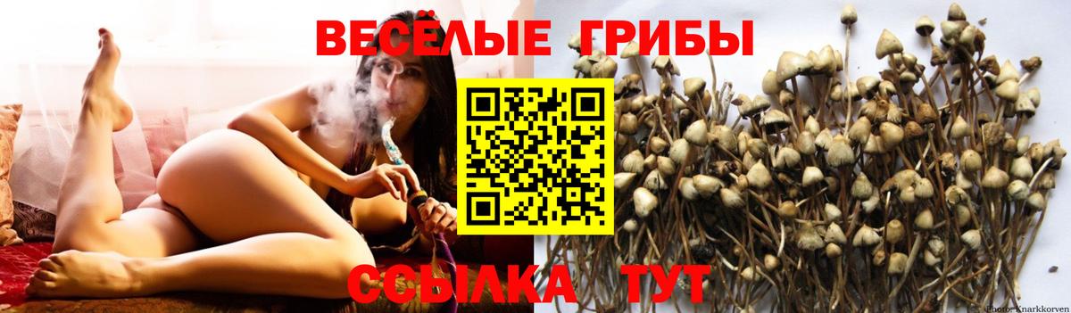 Псилоцибиновые грибы MAGIC MUSHROOMS  Псилоцибиновые грибы Psilocybine cubensis  где продают   Ейск  Вход с VPN 